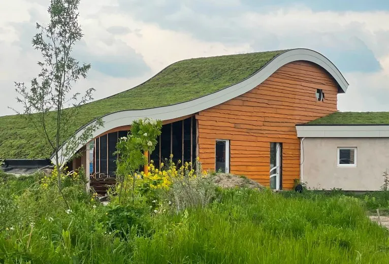 Wann ist die beste Zeit, um Sedum zu pflanzen?