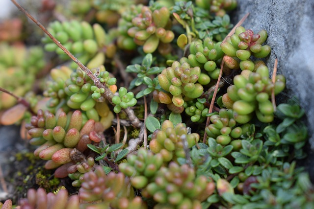 Sedum album